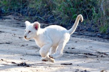 Best White Lion