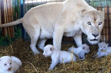 Free White Lion