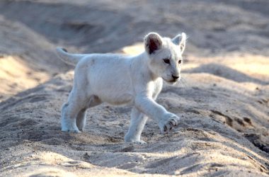 Top White Lion Backgrounds