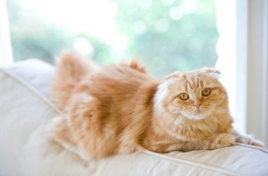 Brown Fluffy Cat