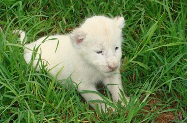 Amazing White Lion