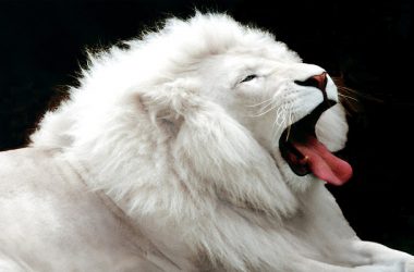 Beautiful White Lion