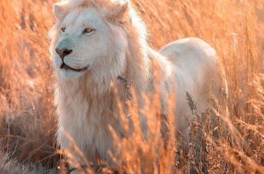 Nice White Lion