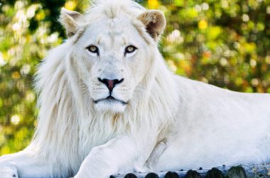 Super White Lion