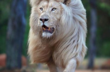 Wonderful White Lion