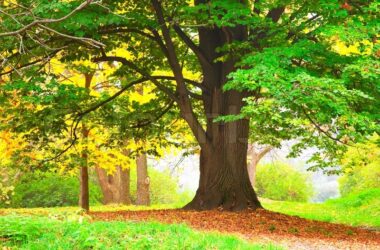 Landscape Autumn Tree