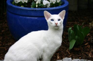 Beautiful White Cat