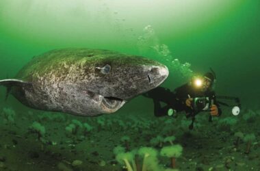 Large Greenland Shark