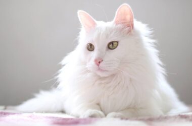 Nice White Cat