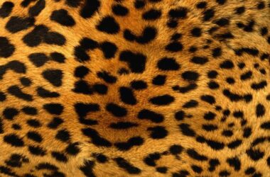 Top Leopard Wallpaper