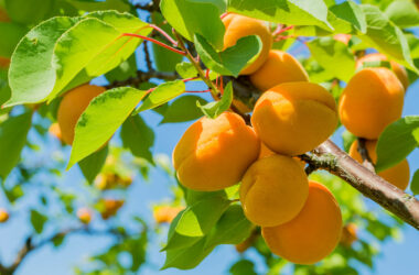 Nice Apricot