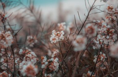 Close Up Photo Of White Flower