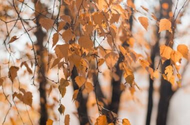 Dried Leaves HD Background