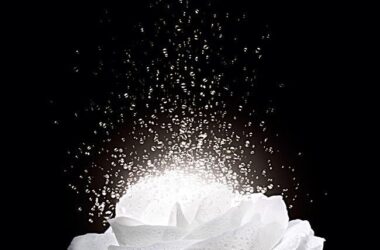 Beautiful White Rose