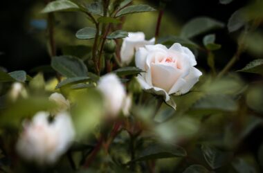 Nice White Rose