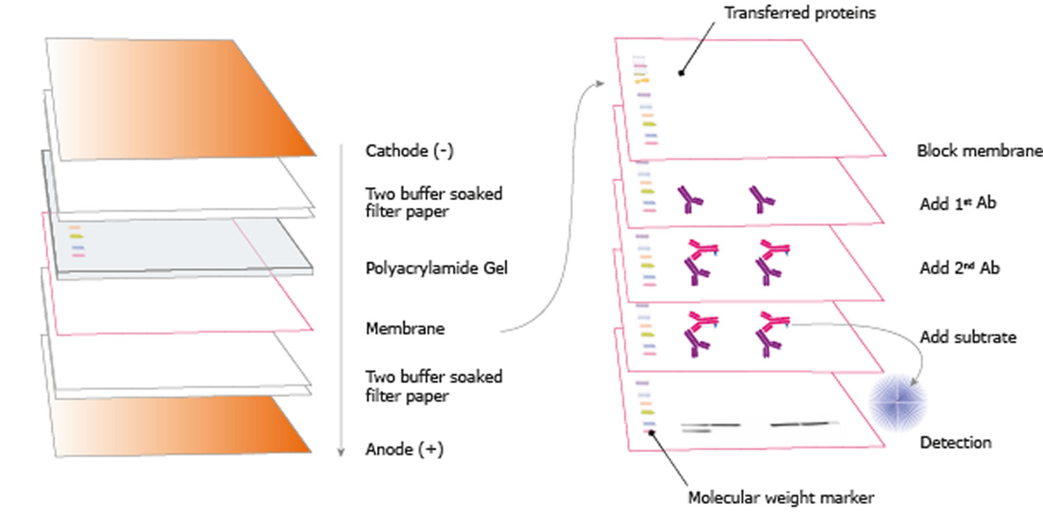 Western Blot Youtube