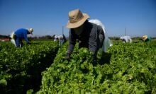 New support groups for farmworkers aim to heal widespread trauma