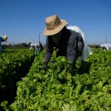 New support groups for farmworkers aim to heal widespread trauma