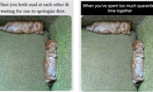 Two memes of kittens on their backs in the corner of a couch, one with the text "When you both mad at each other & waiting for one to apologize first" and the other with "When you've spent too much quarantine time together."