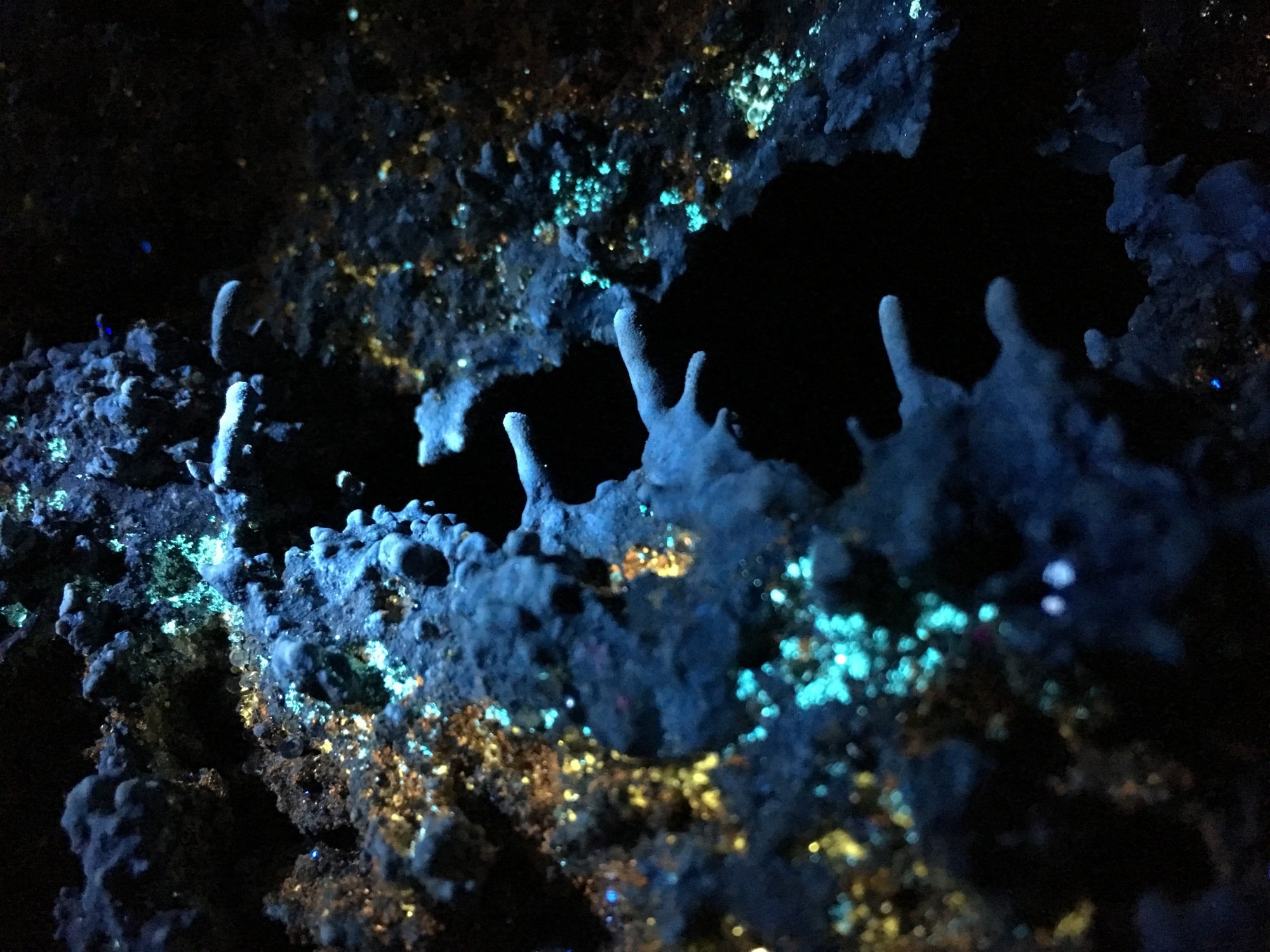 Shining fluorescent light on cave-dwelling microbes