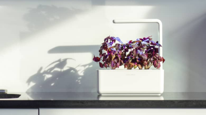 purple plants in white planter on countertop