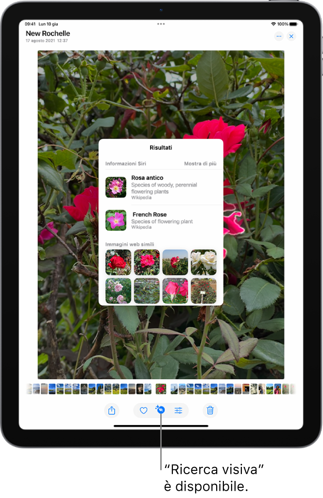 Una foto è aperta nell’app Foto. Nella parte inferiore dello schermo, il pulsante Informazioni mostra un’icona che indica che sono disponibili informazioni da “Ricerca visiva”. Il pulsante è selezionato e i risultati di “Ricerca visiva” vengono visualizzati sullo schermo.