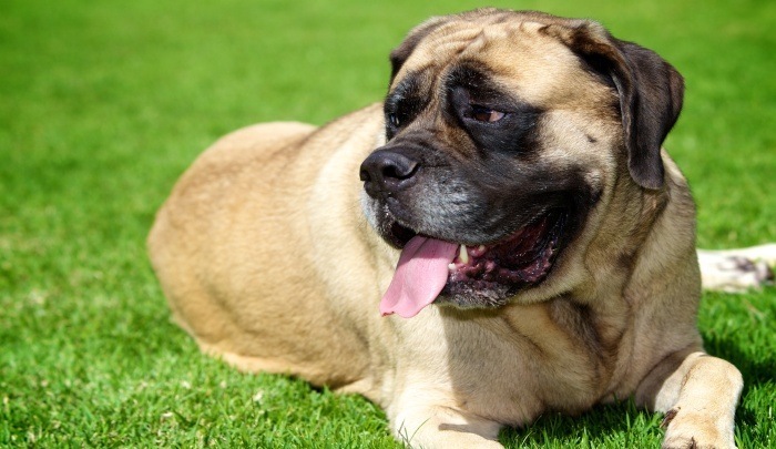 English Mastiffs Pics (PLUS Top 4 Food For Healthy Mastiffs)