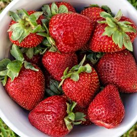 Natural foods, Strawberry, Strawberries, Fruit, Berry, Food, Frutti di bosco, Superfood, Plant, Accessory fruit, 