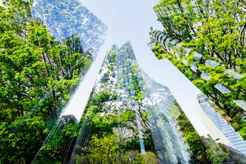 conceptual image of skyscrapers made of trees