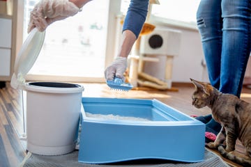 adult woman cleaning cat litter box at home stock photo