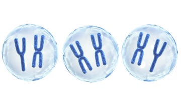 x and y chromosomes in cell