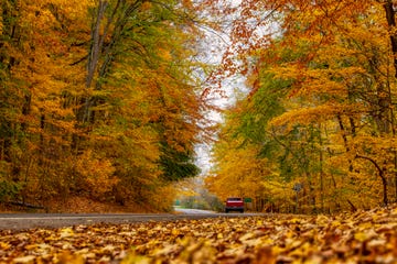 autumn colors in nature