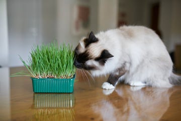 birman cat eating catnip