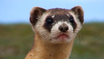 black footed ferret in the wild