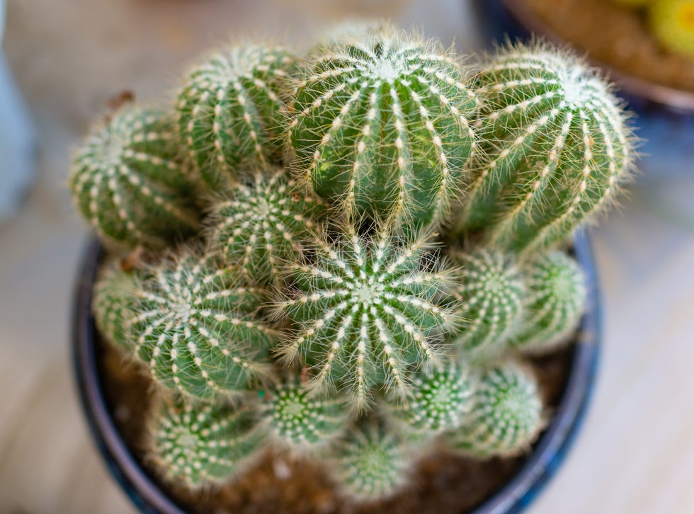 prickly cacti