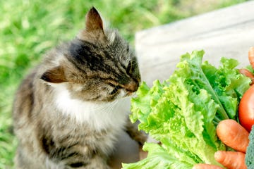 cat knows what is healthy food