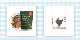 chicken nesting herbs and a chicken on a swing