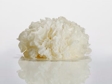 close up entire view of fresh snow fungus snow mushroom  tremella fuciformis isolated on white background with reflection