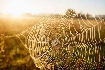 close up of a cobweb with dew, idyllic landscape and fog during sunrise in the morning