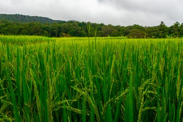 収穫の時期を迎える田園風景