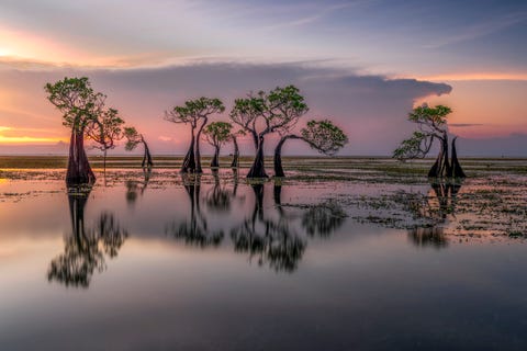 dancing trees on the walakiri beach