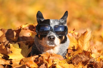 dog in maple leaves