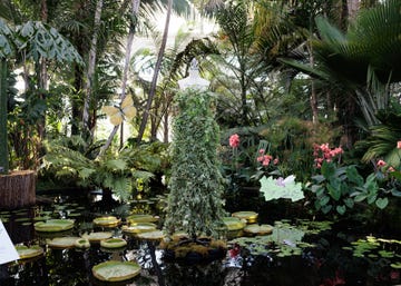 a pond with lily pads and trees