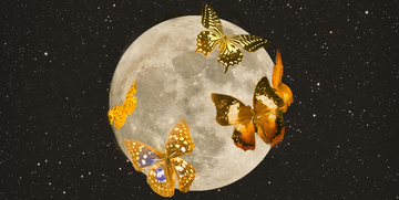 butterflies over the full moon