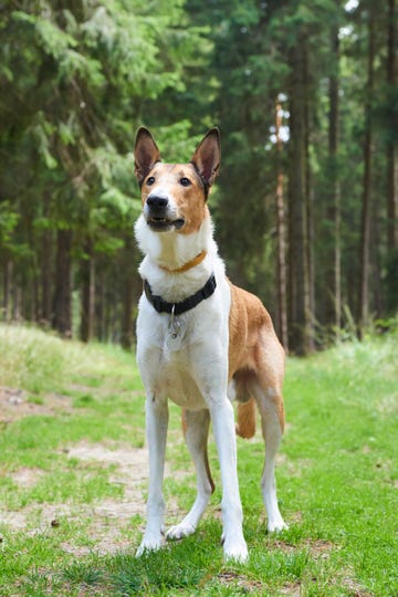 smooth collie dog