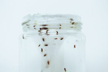 glass jar full of fruit fliesglass jar full of fruit flies