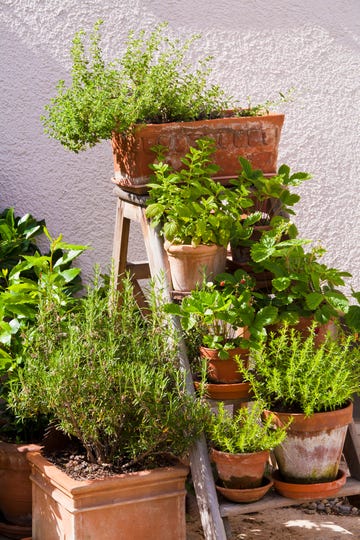 germany, stuttgart, potted herbs in garden