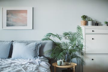 plantas para el dormitorio