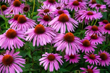 equinácea para el jardín