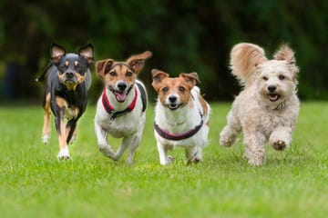 Group of four dogs running on grass